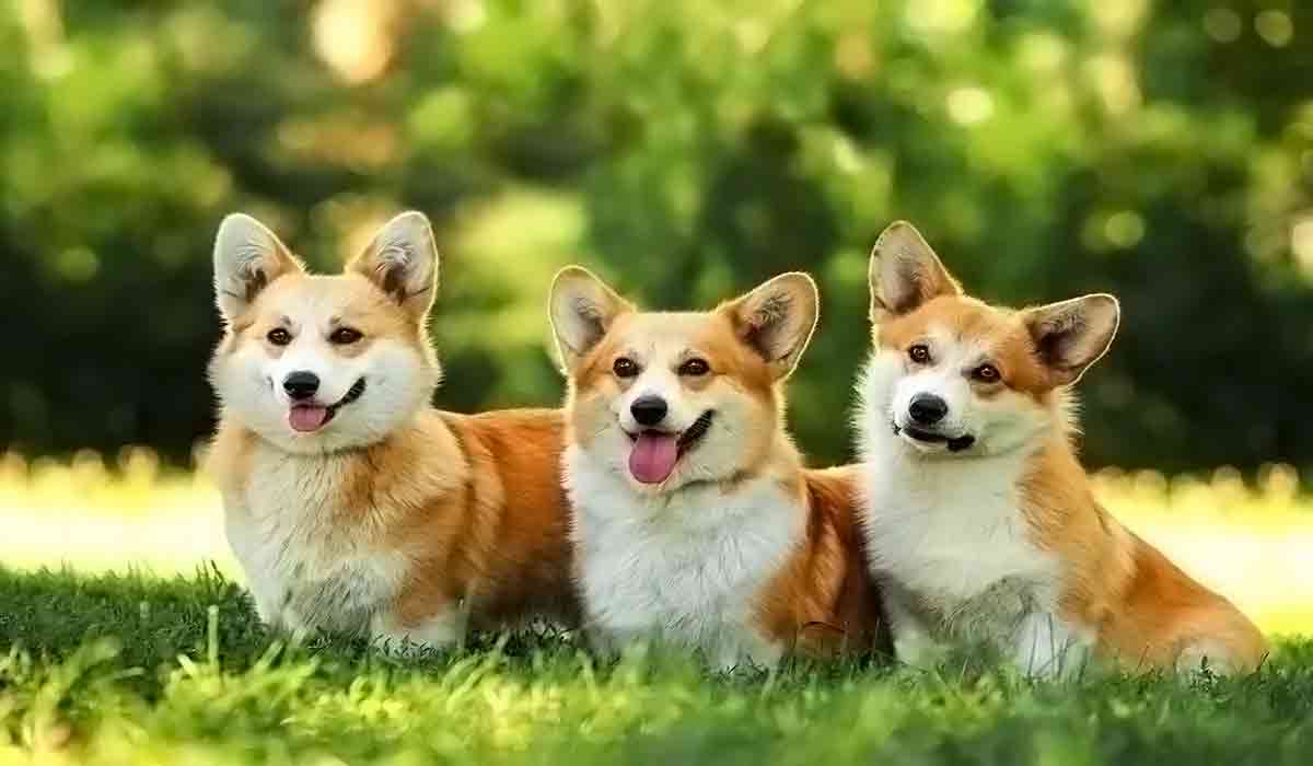 手机号测压源码